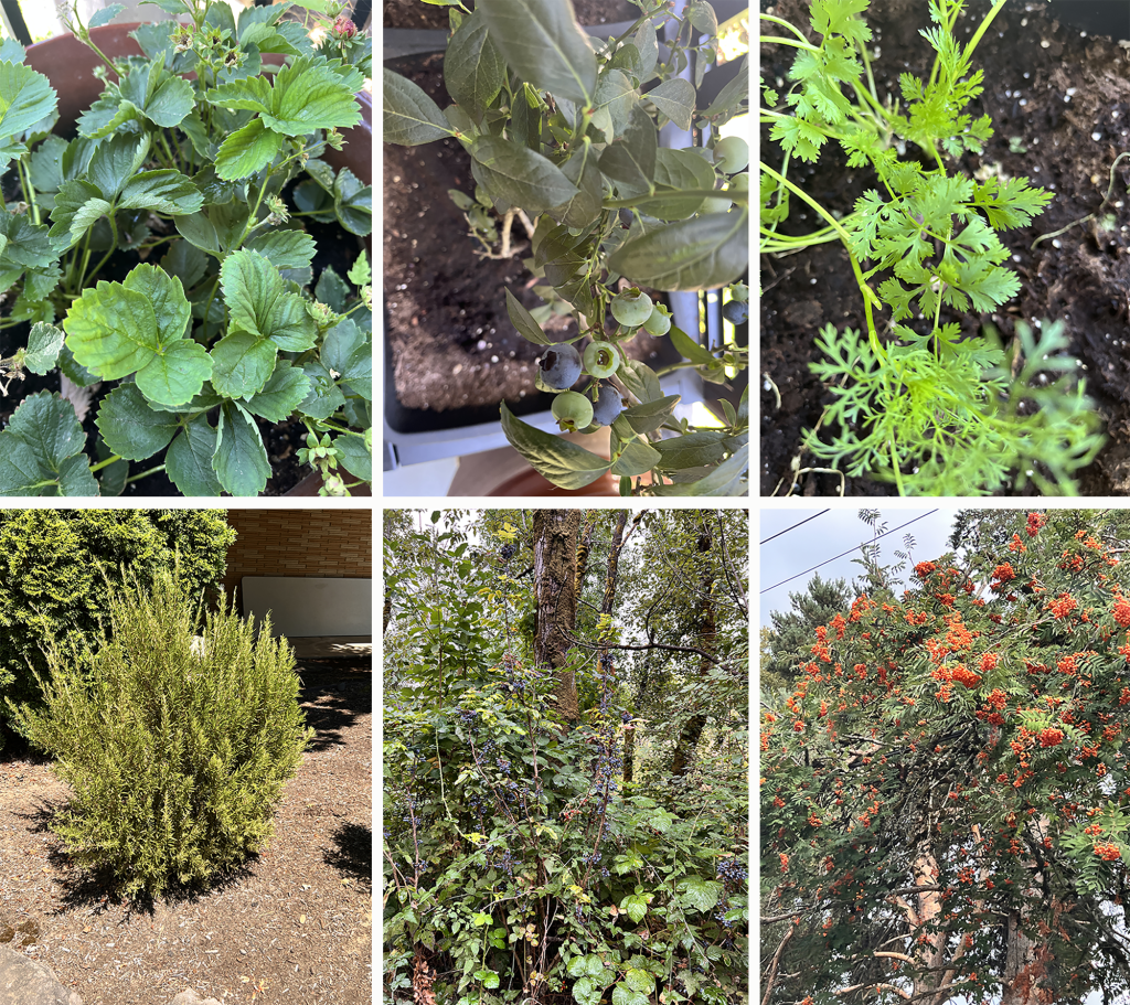 Portable Mind Plants
